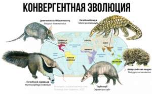О кротах и языках