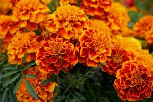 Marigold-DC