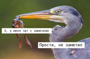 Мессенджер с признаками параноидального расстройства