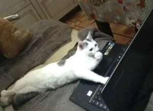 Публикуем .NET MAUI‑приложение в RuStore: от унаследованного Xamarin‑проекта до первого релиза