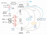 Микросервисы на основе событий с Kafka Streams и Spring Boot