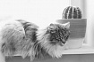 Небезопасные функции PHP