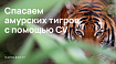 Как узнать принцессу среди 500 амурских тигров с помощью vision transformers