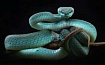 Есть ли у человека возможность вырабатывать различные яды
