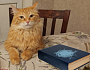 Сказ про написание pet-проекта с помощью Хабра