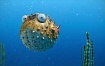27 лет назад появилась OpenBSD