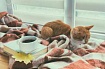 Что поменялось на Хабре в сентябре. AMA