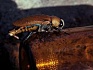 Шнобелевские премии 2011-2020 (часть 3)