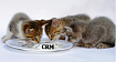 CRM — для кого?