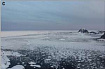 Белые медведи — точно всеядные и почти точно выживут