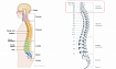 RSNA 2022 Cervical Spine Fracture Detection, или как я переломы шейных позвонков искал