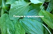 Пять бесплатных приложений для изучения английского
