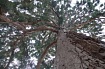 Вышел пакет Sequoia 0.20.0, реализация OpenPGP на Rust