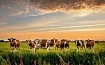 И еще немного рассуждений про необходимость всеобщего отказа от мяса и молочных продуктов ради спасения планеты…
