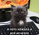 Заказчик всегда прав или клиенты с лапками