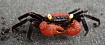 Авторы GandCrab прекращают работу: они уверяют, что украли достаточно