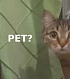 Почему разработчику важно заниматься «PET-проектами»