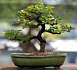 Фамильный вики-движок Bonsai: 6 лет спустя