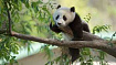Terality — автоматически масштабируемая альтернатива Pandas