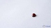 Баг в Linux 5.1 приводил к потере данных — корректирующий патч уже вышел