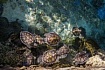 Введение в ASGI: становление асинхронной веб-экосистемы Python