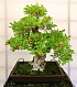 Фамильный вики-движок Bonsai: итоги 2019 года