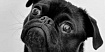 Как мы делаем dogfooding наших QA-студентов и платим им за это $1000+/мес