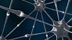 Живые и искусственные нейроны связали через интернет