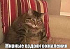 Почему похудеть, работая в ИТ, так сложно