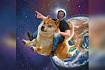 Илон Маск в прямом смысле запустит Dogecoin на Луну