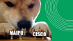 Связываем VXLAN-фабрики на Maipu и Cisco
