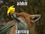 Love, Spring and HTTP Bugs