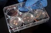 Ученые вырастили кластеры нервных клеток и отправили их на МКС