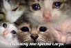 Почему DevRel плачет