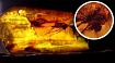 В поисках ДРЕВНЕЙ жизни. История под ногами