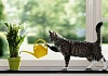 «Котовий брызгатрон» — или боевая турель против кота ^_^