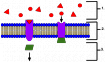 ДНК тесты — чувствуете ли вы горечь от фенилтиокарбамида?