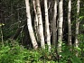 Увидеть лес за деревьями