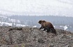 Адаптивные изображения. Что использовать: img или picture?