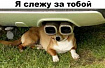 Доступная система видеонаблюдения с охраной на дачу за 60 минут