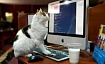 Core Web Vitals: как Google решил оценивать сайты